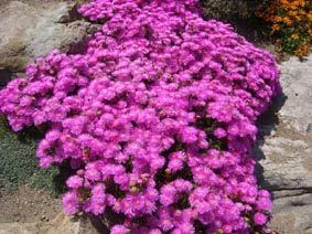 Lampranthus sp